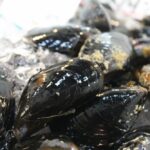 活ムール貝 生 最高級 カナダソルトスプリング島産 約1.8g カナダ産ムール貝約1.8kg 冷蔵