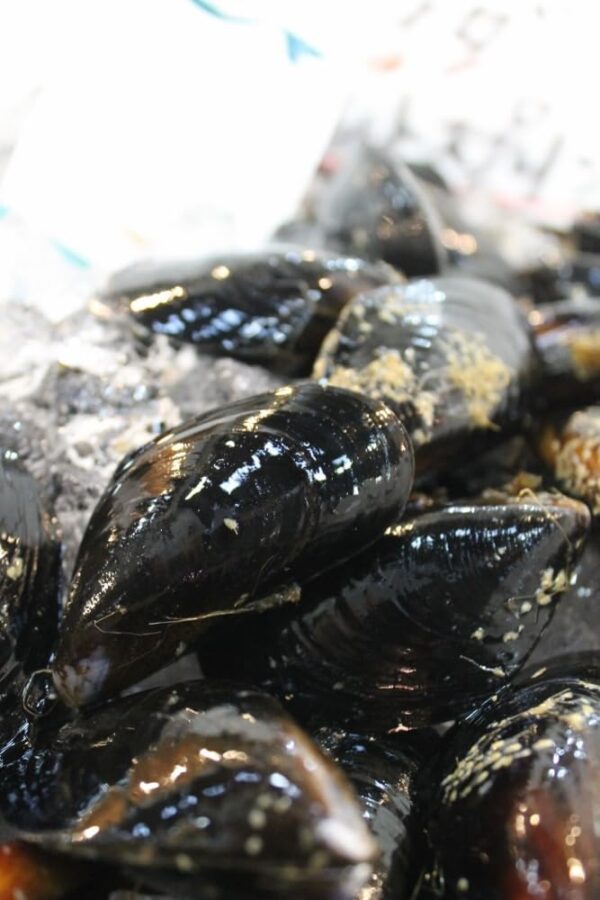活ムール貝 生 最高級 カナダソルトスプリング島産 約1.8g カナダ産ムール貝約1.8kg 冷蔵