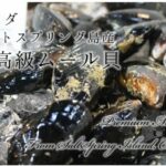 活ムール貝 生 最高級 カナダソルトスプリング島産 約1.8g カナダ産ムール貝約1.8kg 冷蔵 - 画像 (3)