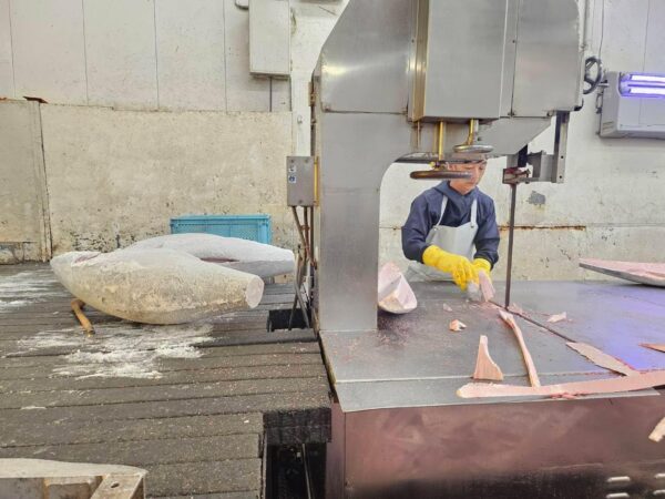 三崎港産直送 天然メバチマグロ トロ 中トロブロック サク 冷凍 訳あり 不揃い (約1kg) - 画像 (6)