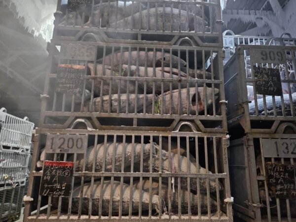 三崎港産直送 天然メバチマグロ トロ 中トロブロック サク 冷凍 訳あり 不揃い (約1kg) - 画像 (9)