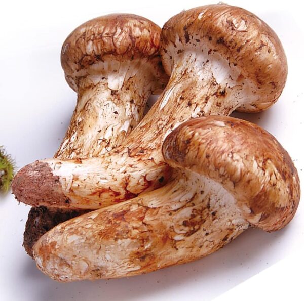 中国雲南省産 まつたけ 松茸 マツタケ 1p 約250g