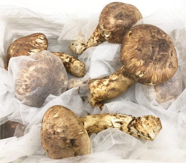中国雲南省産 まつたけ 松茸 マツタケ 1p 約250g - 画像 (2)