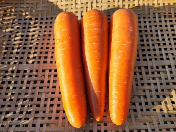 やまわか農園 三浦産 甘劇人参 にんじん 約500g 2~3本入り