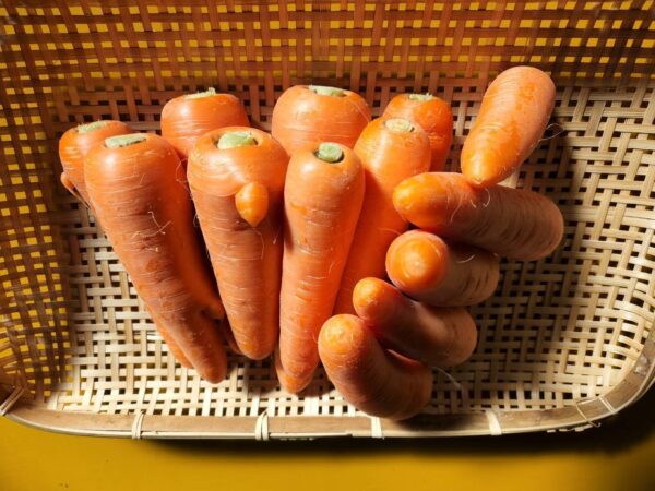 やまわか農園 三浦産 甘劇人参 にんじん 約500g 2~3本入り - 画像 (2)