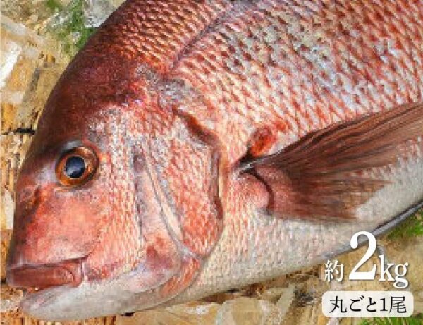 熊本県天草産 神経〆 みやび鯛 1尾 約2kg 内臓ウロコ処理済み