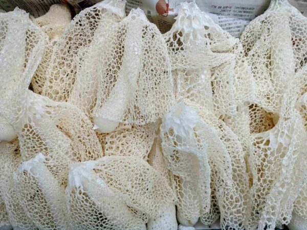 衣笠茸 生キヌガサタケ キヌガサ茸 約500g(20本~30本前後)