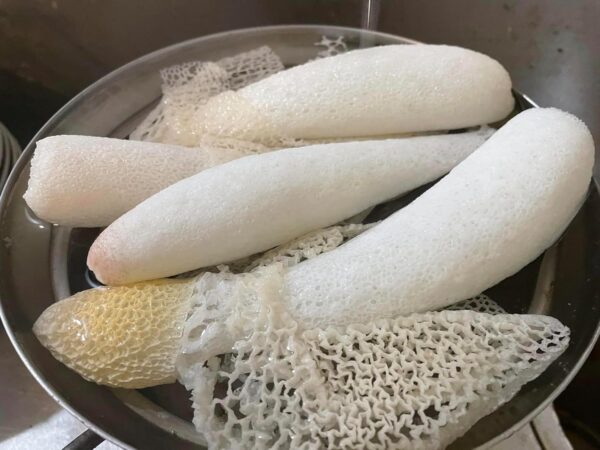 衣笠茸 生キヌガサタケ キヌガサ茸 約500g(20本~30本前後) - 画像 (2)