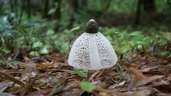 衣笠茸 生キヌガサタケ キヌガサ茸 約500g(20本~30本前後) - 画像 (3)