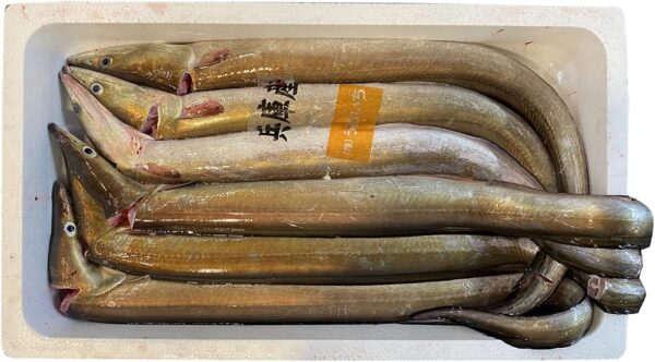 愛媛県産 鱧(ハモ) 1尾(約500〜600g)骨切り処理済み - 画像 (3)