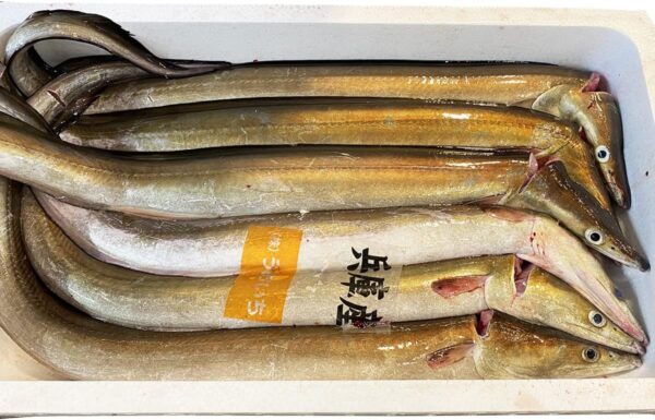 愛媛県産 鱧(ハモ) 1尾(約500〜600g)骨切り処理済み - 画像 (4)