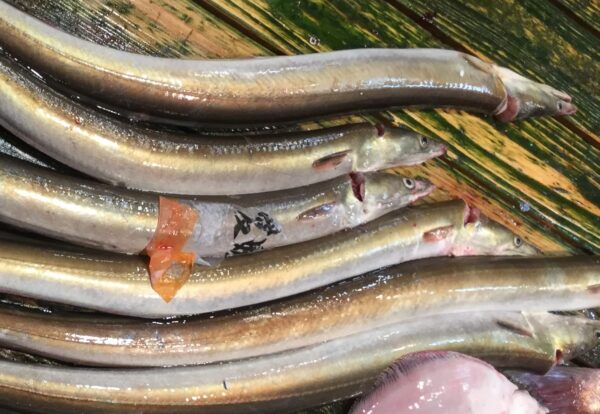 愛媛県産 鱧(ハモ) 1尾(約500〜600g)骨切り処理済み - 画像 (5)