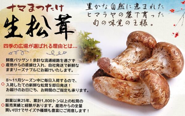 生松茸 開き HBサイズ【22本前後 長さ8cm前後】約1kg 中国雲南省産 厳選つぼみ天然生鮮マツタケ 期間限定 - 画像 (4)