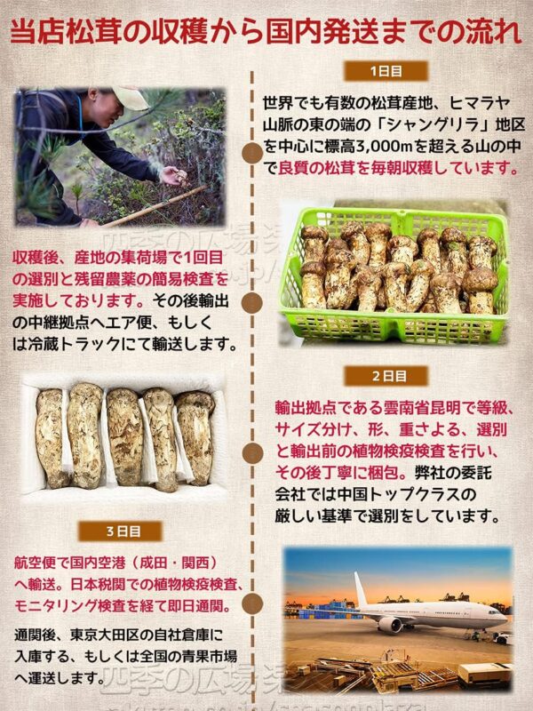生松茸 開き HBサイズ【22本前後 長さ8cm前後】約1kg 中国雲南省産 厳選つぼみ天然生鮮マツタケ 期間限定 - 画像 (5)