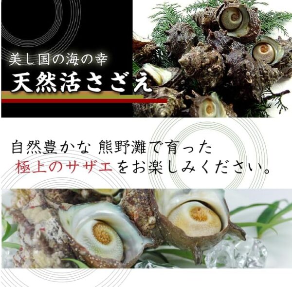 天然活 さざえ 大サイズ 1kg 7個 140~180g [さざえ] - 画像 (2)