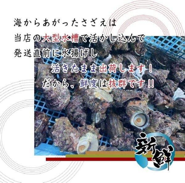 天然活 さざえ 大サイズ 1kg 7個 140~180g [さざえ] - 画像 (3)