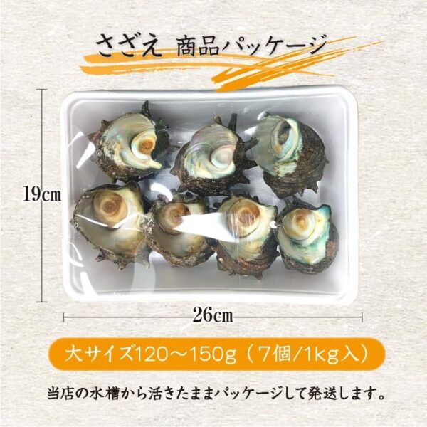 天然活 さざえ 大サイズ 1kg 7個 140~180g [さざえ] - 画像 (5)