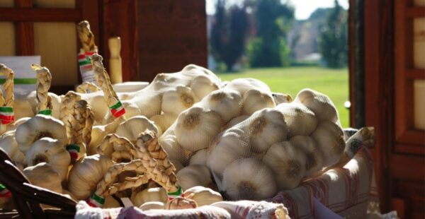 イタリア産 モリザーノ にんにく Lサイズ (10個入) ホール - 画像 (3)