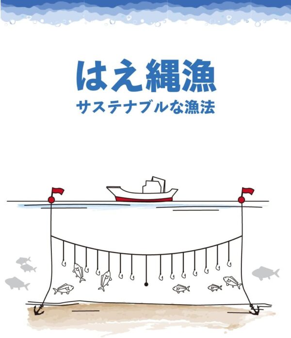 甲イカ - 画像 (2)