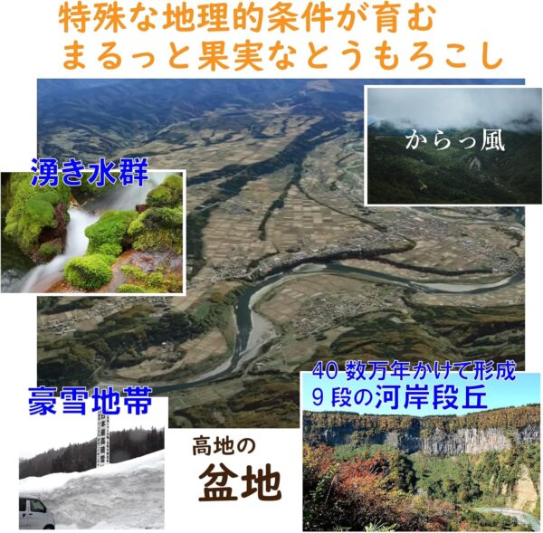 豪雪地帯の鬼あまい とうもろこし 10~12本 新潟津南産 冷蔵 - 画像 (3)