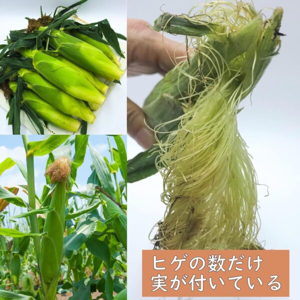 豪雪地帯の鬼あまい とうもろこし 10~12本 新潟津南産 冷蔵 - 画像 (5)