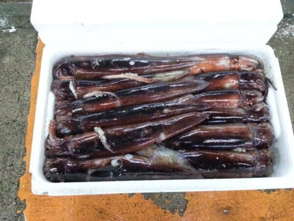 長崎県産 スルメイカ 刺身用 2杯入り 約350g 釣りもの - 画像 (2)