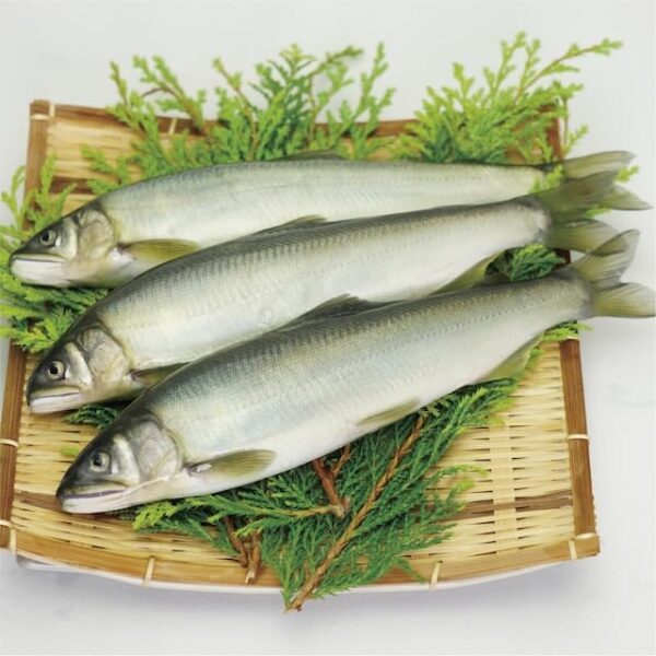 和歌山県南紀白浜産 緒方の鮎 天然鮎 12-13尾入り 冷蔵 約1kg - 画像 (2)