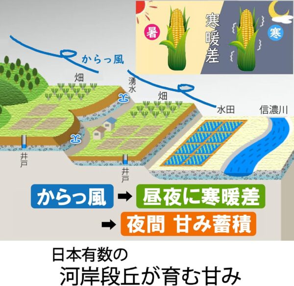【冷蔵】新潟うおぬま産 とうもろこし10~12本 - 画像 (2)