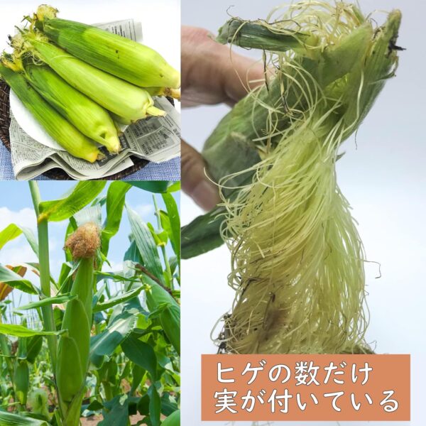 【冷蔵】新潟うおぬま産 とうもろこし10~12本 - 画像 (4)