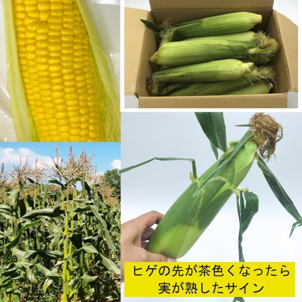 【冷蔵】新潟うおぬま産 とうもろこし10~12本 - 画像 (5)