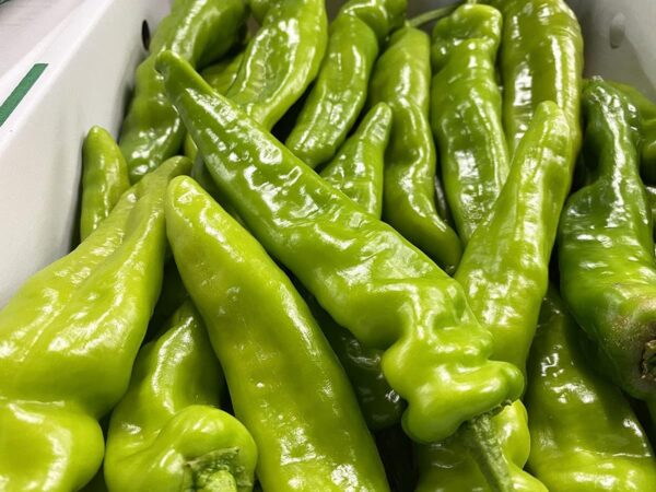 京都産 万願寺とうがらし 秀品 1kg - 画像 (3)
