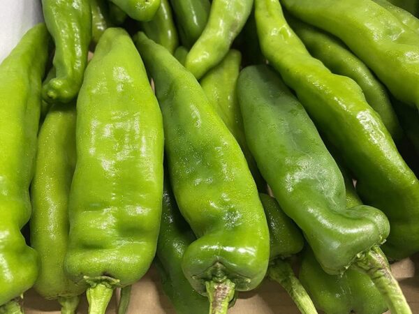 京都産 万願寺とうがらし 秀品 1kg - 画像 (4)