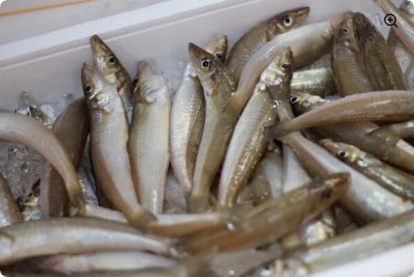 山口県宇部産 生シロギス 冷蔵 約500g 13-20尾入り