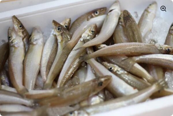 山口県宇部産 生シロギス 冷蔵 約500g 13-20尾入り - 画像 (2)