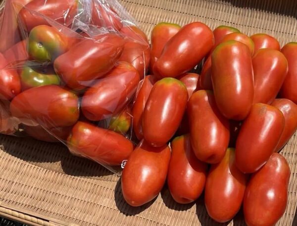 国産サンマルツァーノ トマト レゼルバ、約1kg - 画像 (2)