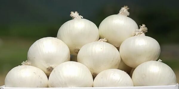徳島県産 白いたまねぎ ホワイトベアー 約1kg 約5玉