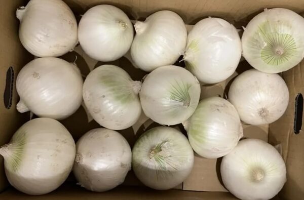 徳島県産 白いたまねぎ ホワイトベアー 約1kg 約5玉 - 画像 (3)