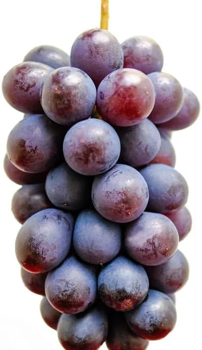 岩手県花巻産 伊豆錦 (ぶどう) 約350g 種なしぶどう - 画像 (2)