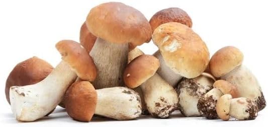 輸入 フレッシュ ポルチーニ 1kg