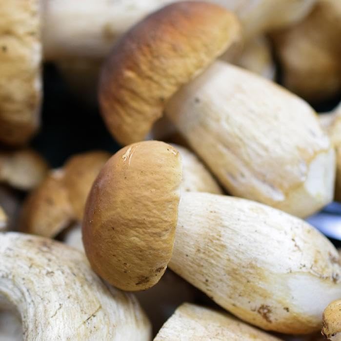 雲南省産 フレッシュ生ポルチーニ茸 約1kg