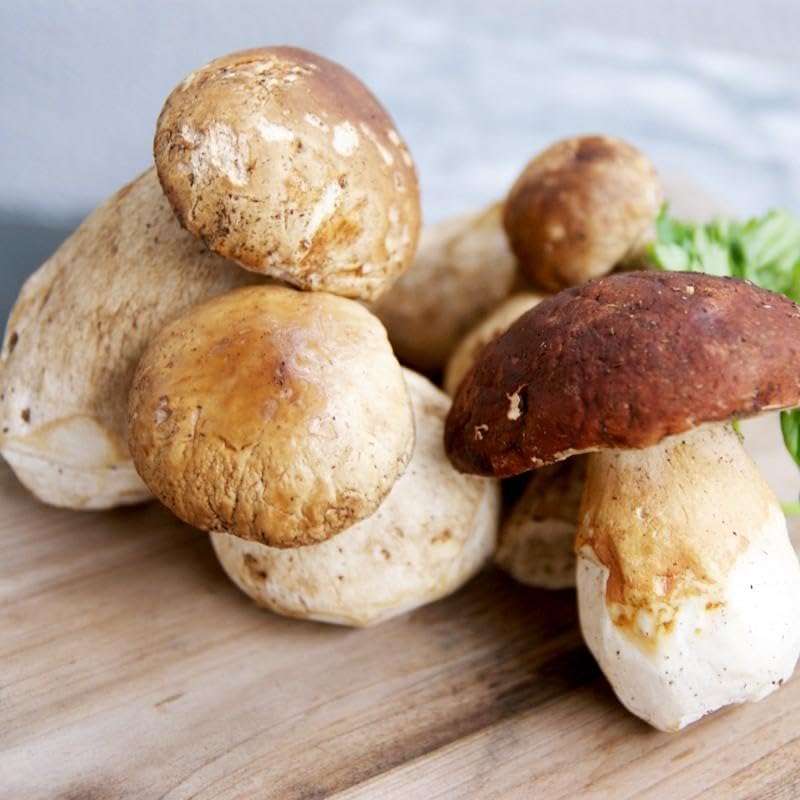 雲南省産 フレッシュ生ポルチーニ茸 約1kg - 画像 (3)