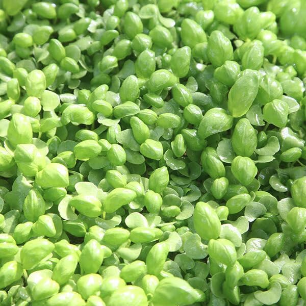 静岡県産 いずばじ マイクロバジル 20g - 画像 (2)