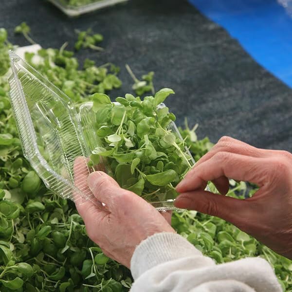 静岡県産 いずばじ マイクロバジル 20g - 画像 (3)