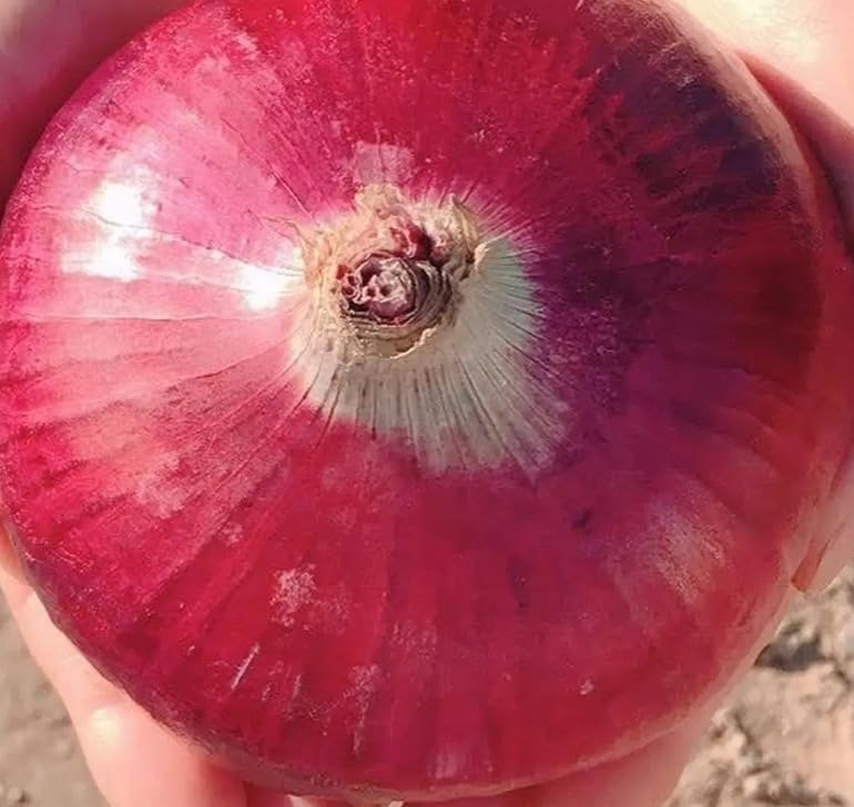 青森県産 赤タマネギ 約1kg - 画像 (3)