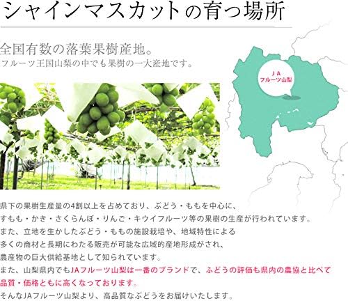 ぶどう シャインマスカット 約600g 1房 JAフルーツ山梨 山梨県産 露地栽培 - 画像 (5)