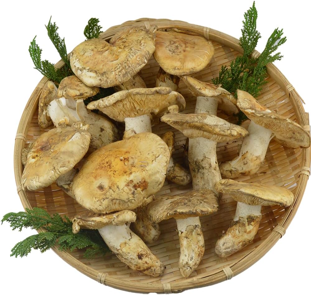 松茸 1kg 北米産 冷蔵 まつたけ カナダ・アメリカ産 ご家庭用 食品