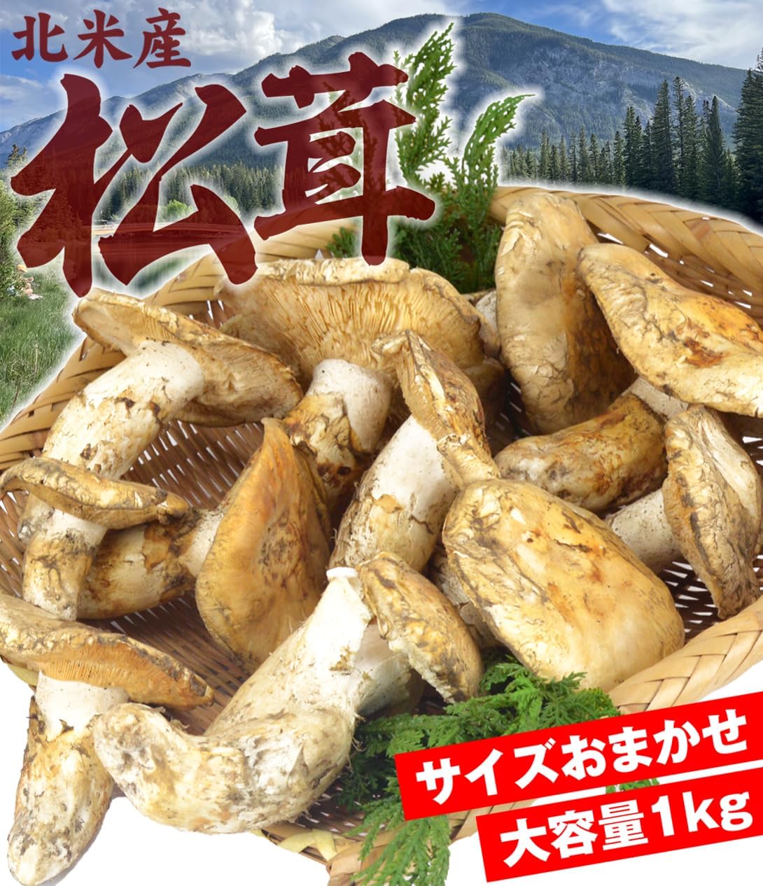 松茸 1kg 北米産 冷蔵 まつたけ カナダ・アメリカ産 ご家庭用 食品 - 画像 (2)