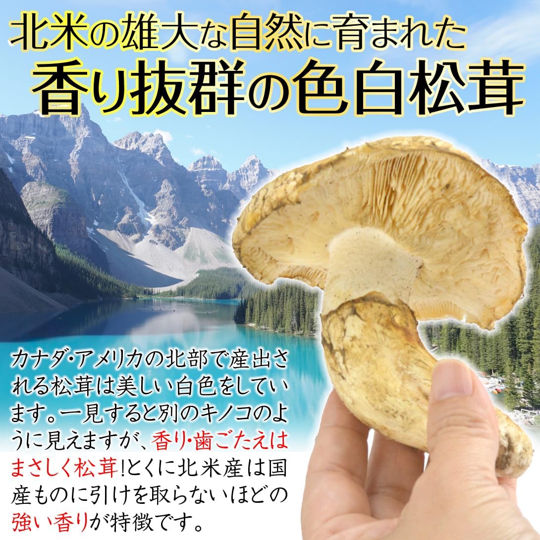 松茸 1kg 北米産 冷蔵 まつたけ カナダ・アメリカ産 ご家庭用 食品 - 画像 (3)