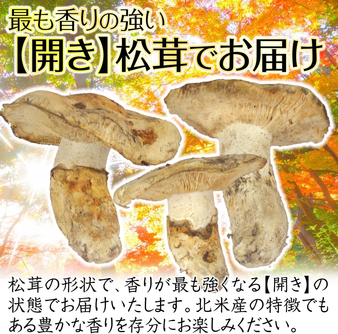 松茸 1kg 北米産 冷蔵 まつたけ カナダ・アメリカ産 ご家庭用 食品 - 画像 (4)